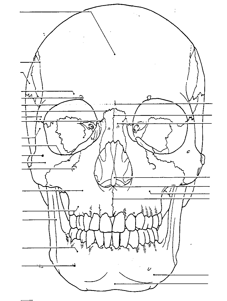 Skull Coloring Page Anatomy