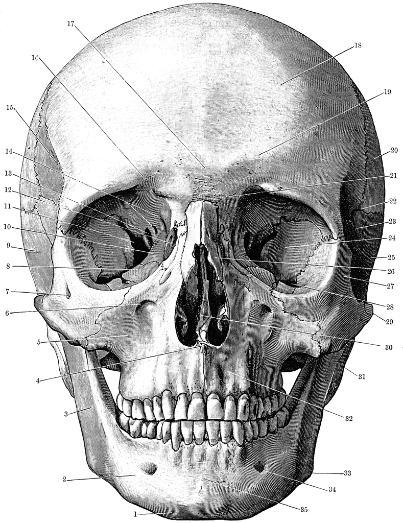 Skull Drawing Anatomy