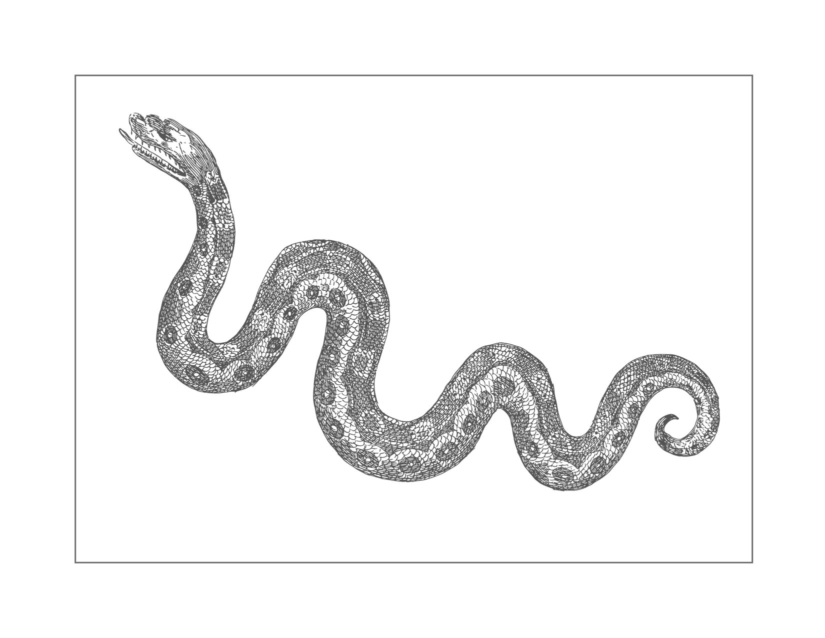 Slithery Snake Coloring Page