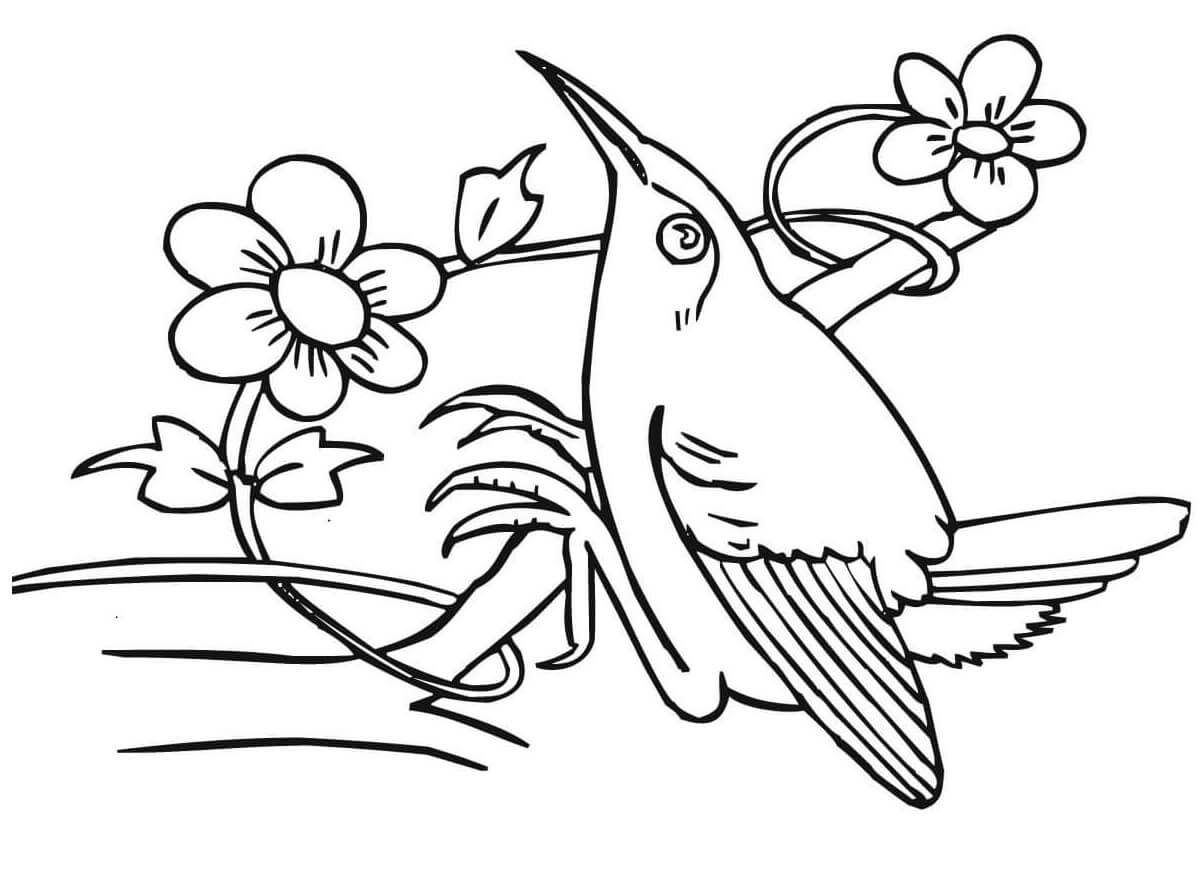 Small Hummingbird Coloring Pages