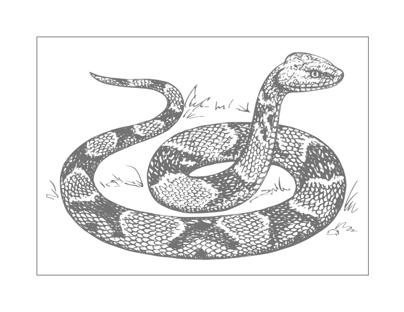 Snake For Coloring