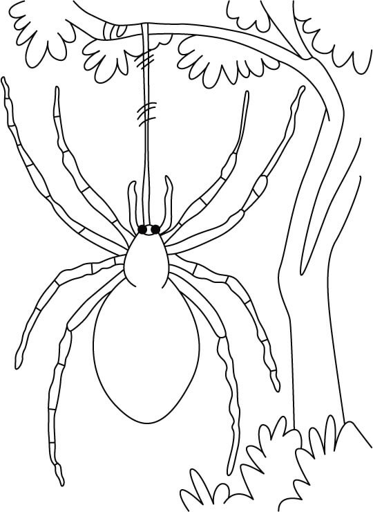 Spider Hanging from Tree Coloring Page
