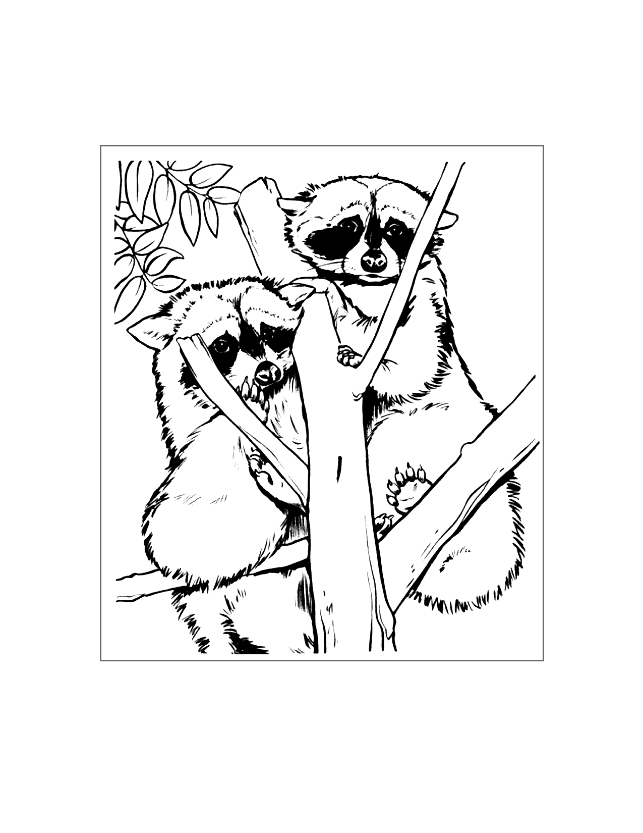Super Cute Raccoon Coloring Page