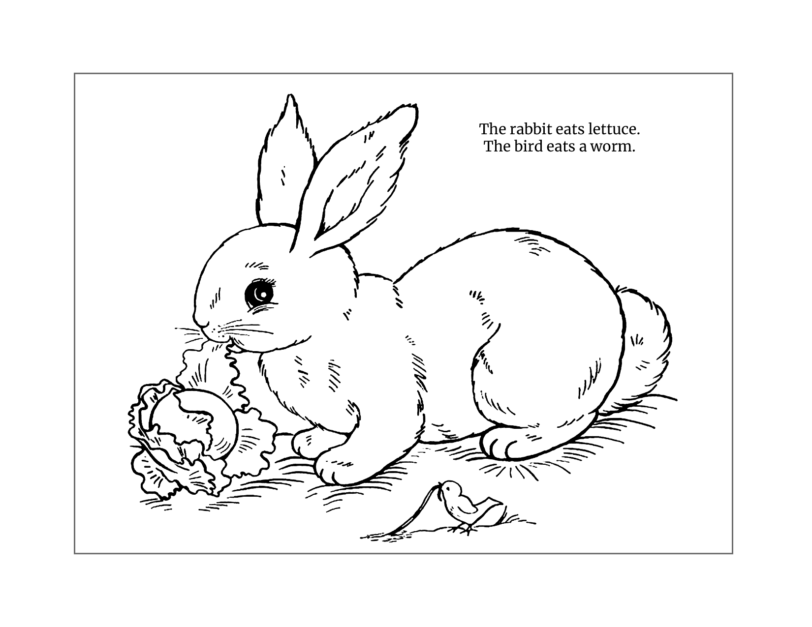 The Rabbit Eats Lettuce Coloring Worksheet