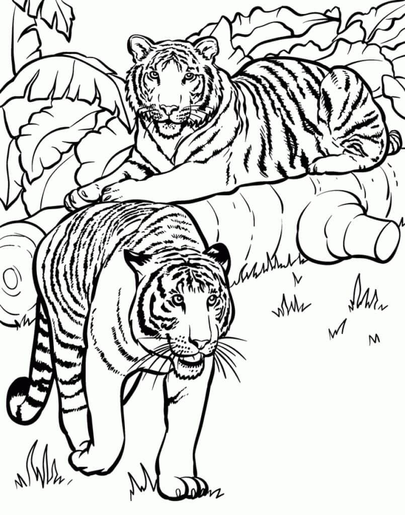 Tiger Animal Coloring Pages2