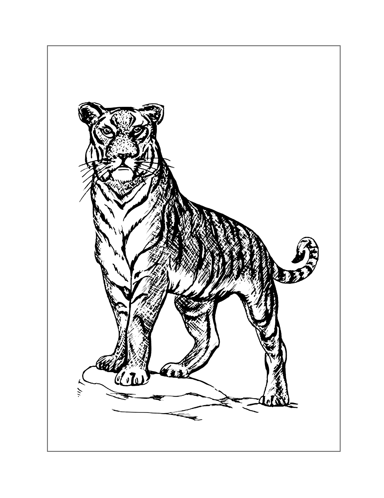 Tiger Coloring Page