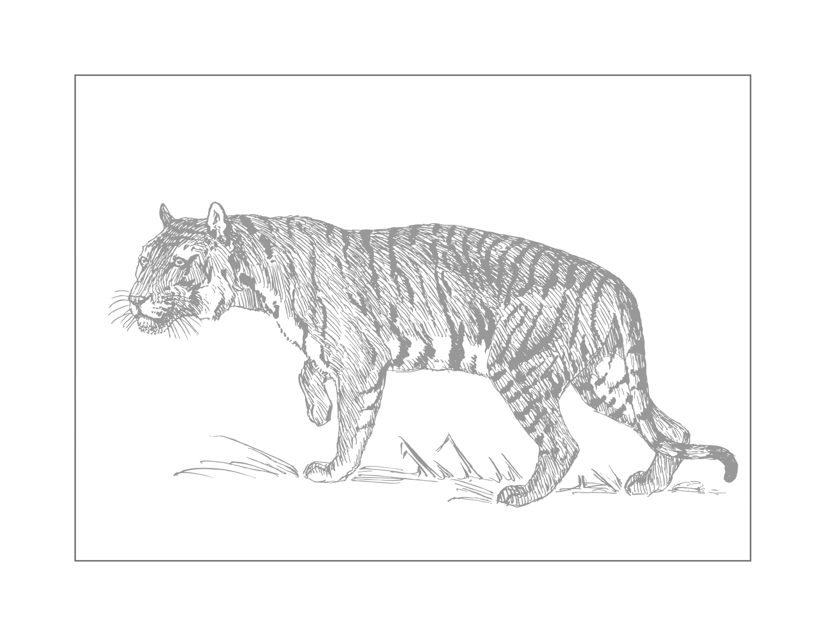 Tiger Traceable Coloring Page