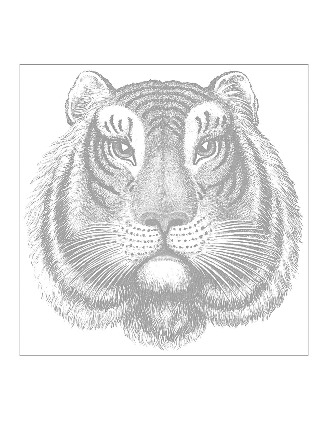 Tiger Traceable Drawing