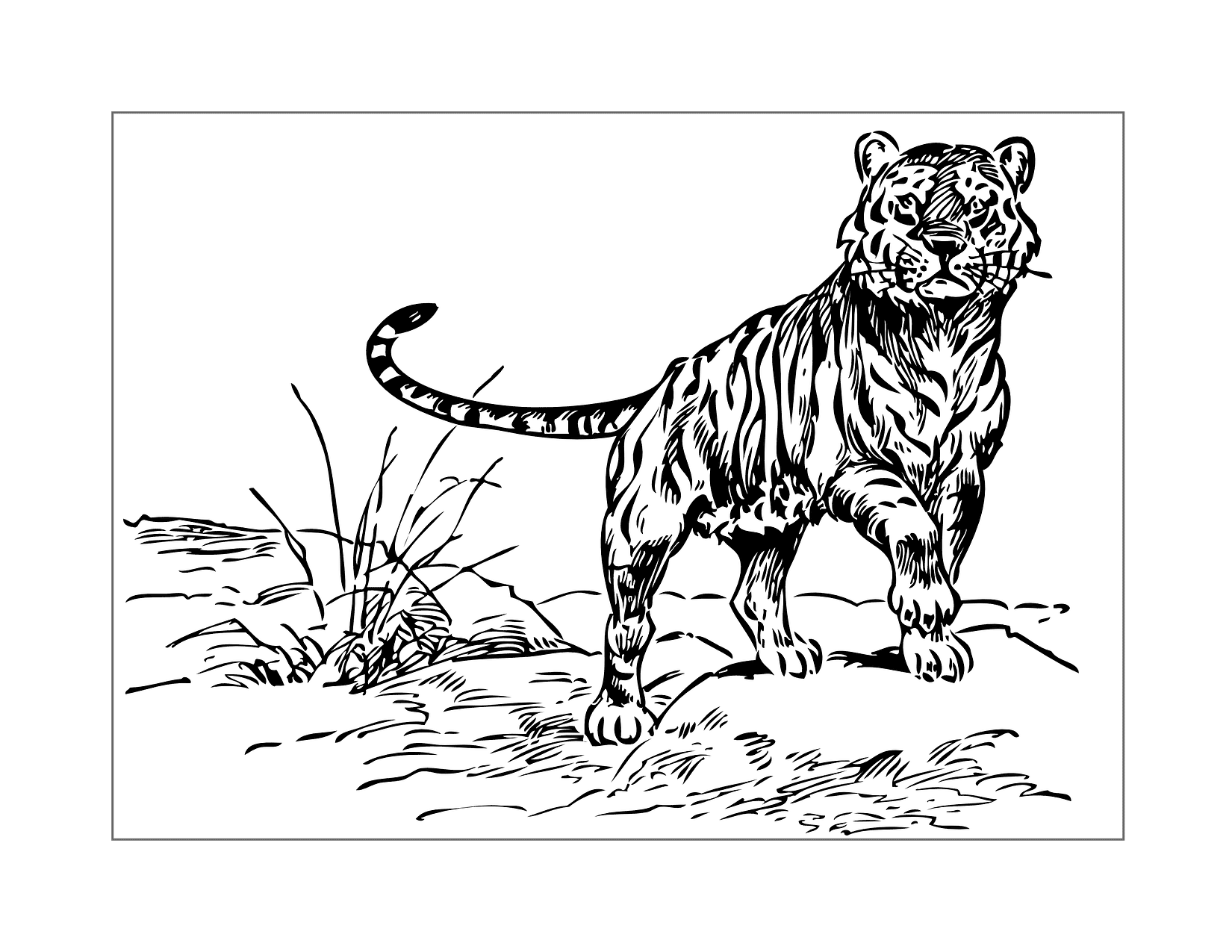 Tiger In The Wild Coloring Page