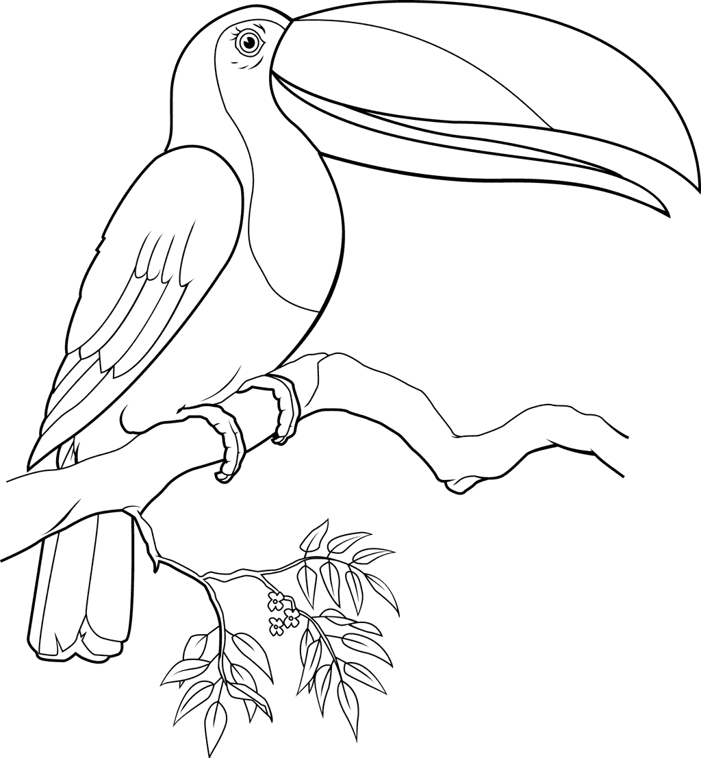 Toucan Bird Coloring Page