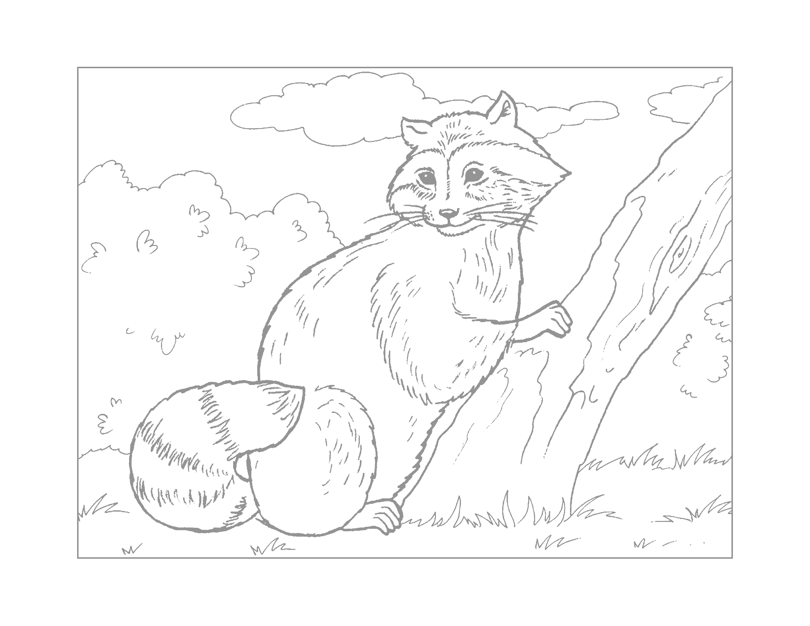 Traceable Raccoon Climbing Tree Coloring Page