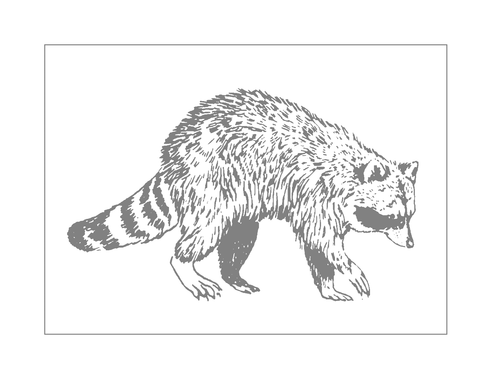 Traceable Raccoon Coloring Page