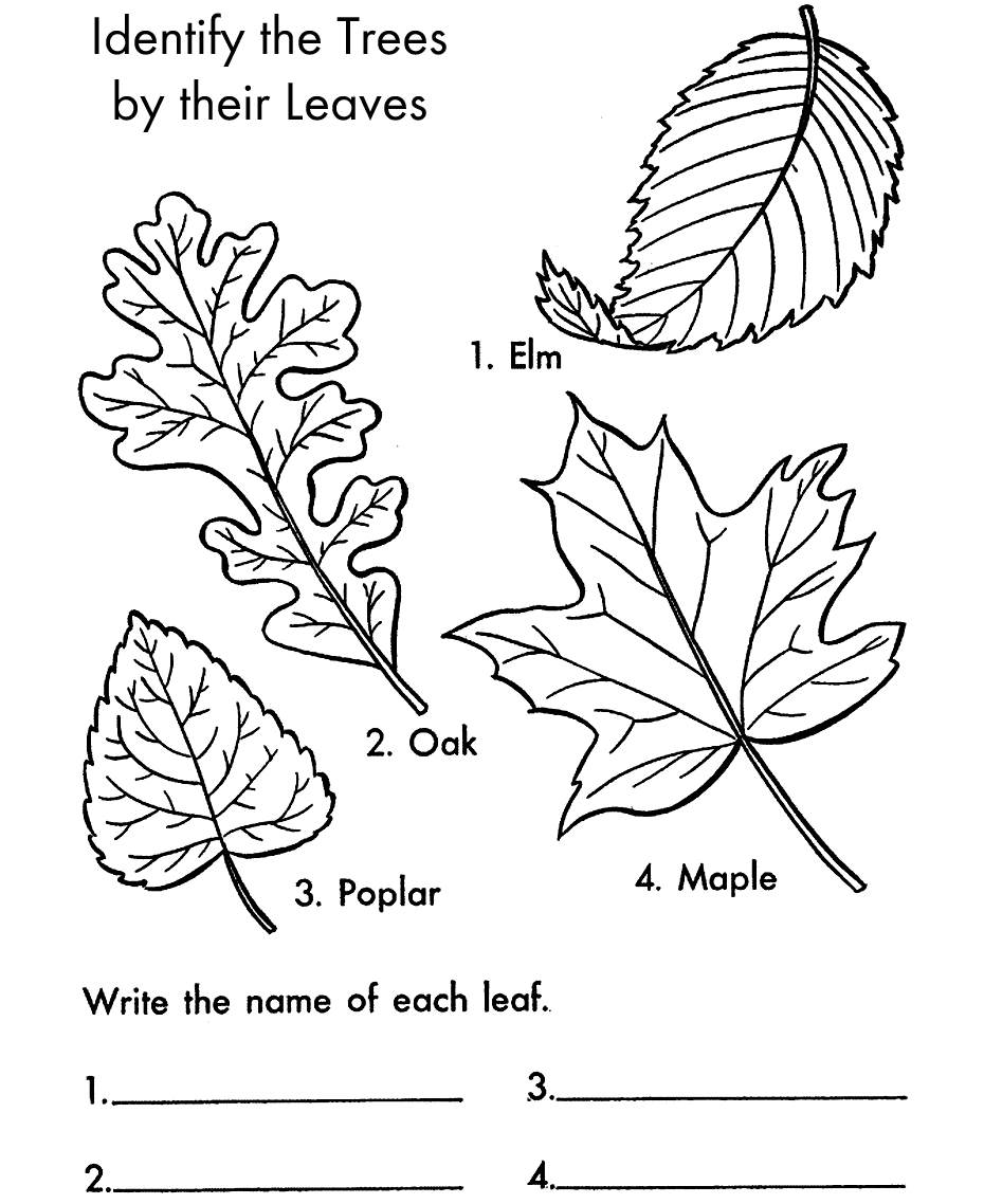 Tree Leaf Identification Coloring Sheet