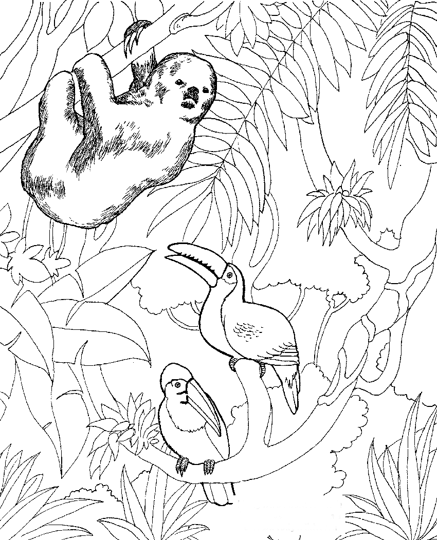 Tropical Zoo Animals Coloring Page