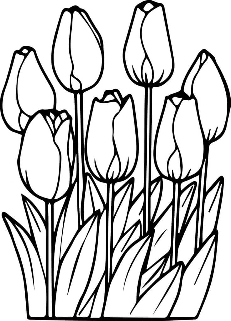Tulips Flower Coloring Pages