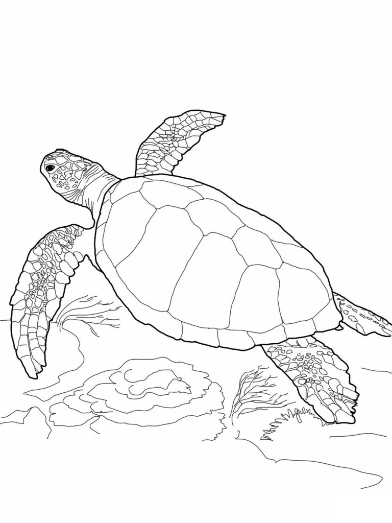 Turtle Animal Coloring Pages