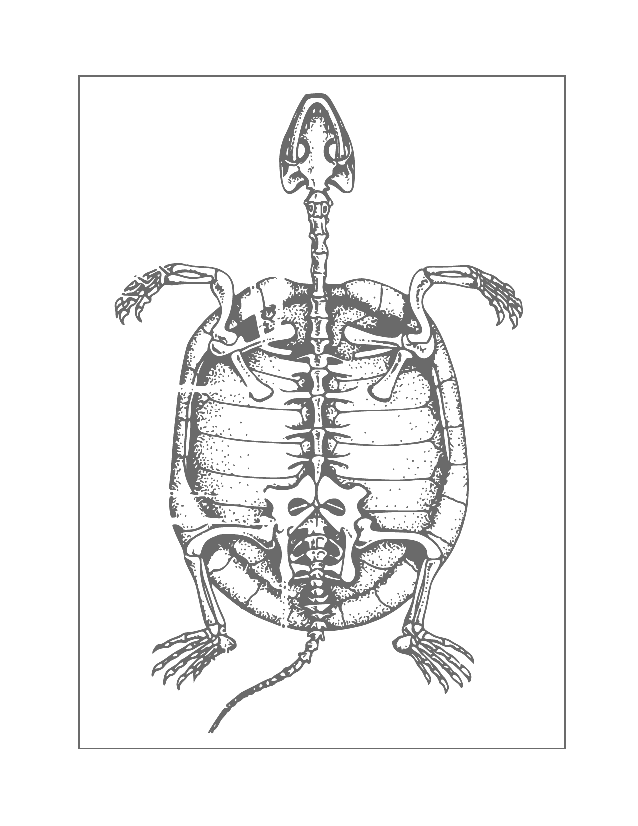 Turtle Bones Traceable Coloring Page