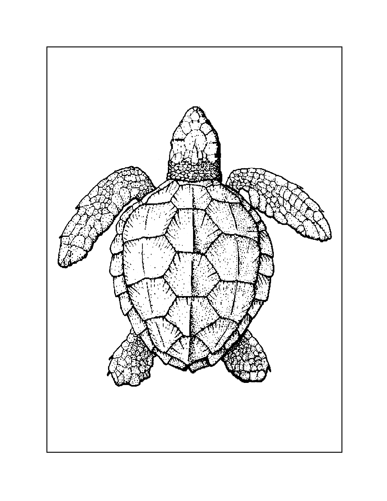 Turtle View From Above Coloring Page