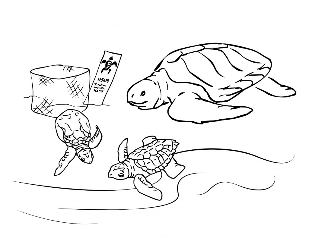 Turtles Sea Animal Coloring Pages
