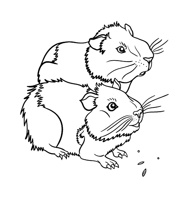 Two Cute Guinea Pigs Coloring Page