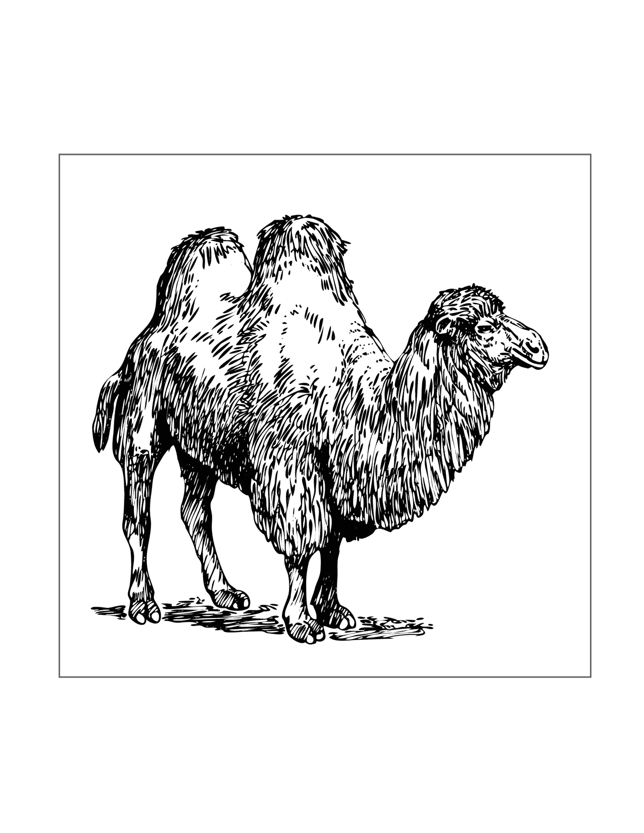 Two Hump Camel Coloring Page