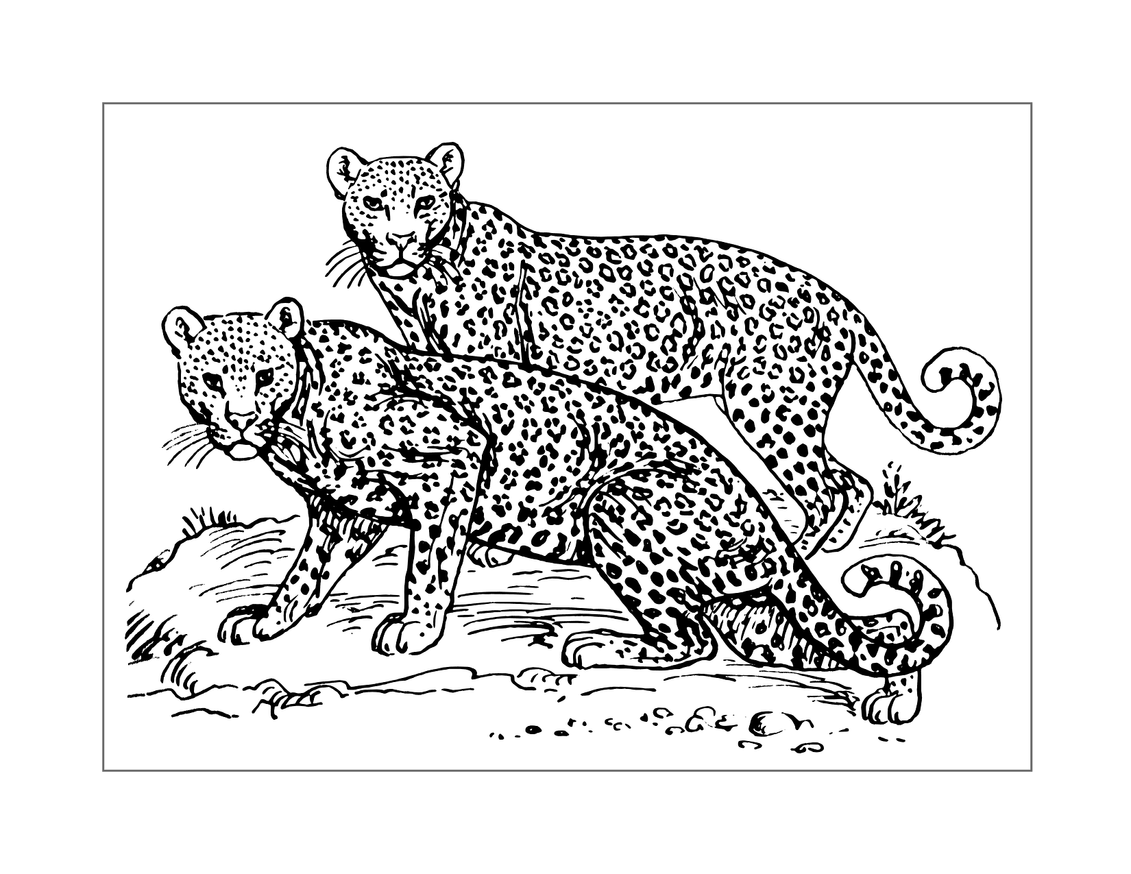 Two Leopards Coloring Page