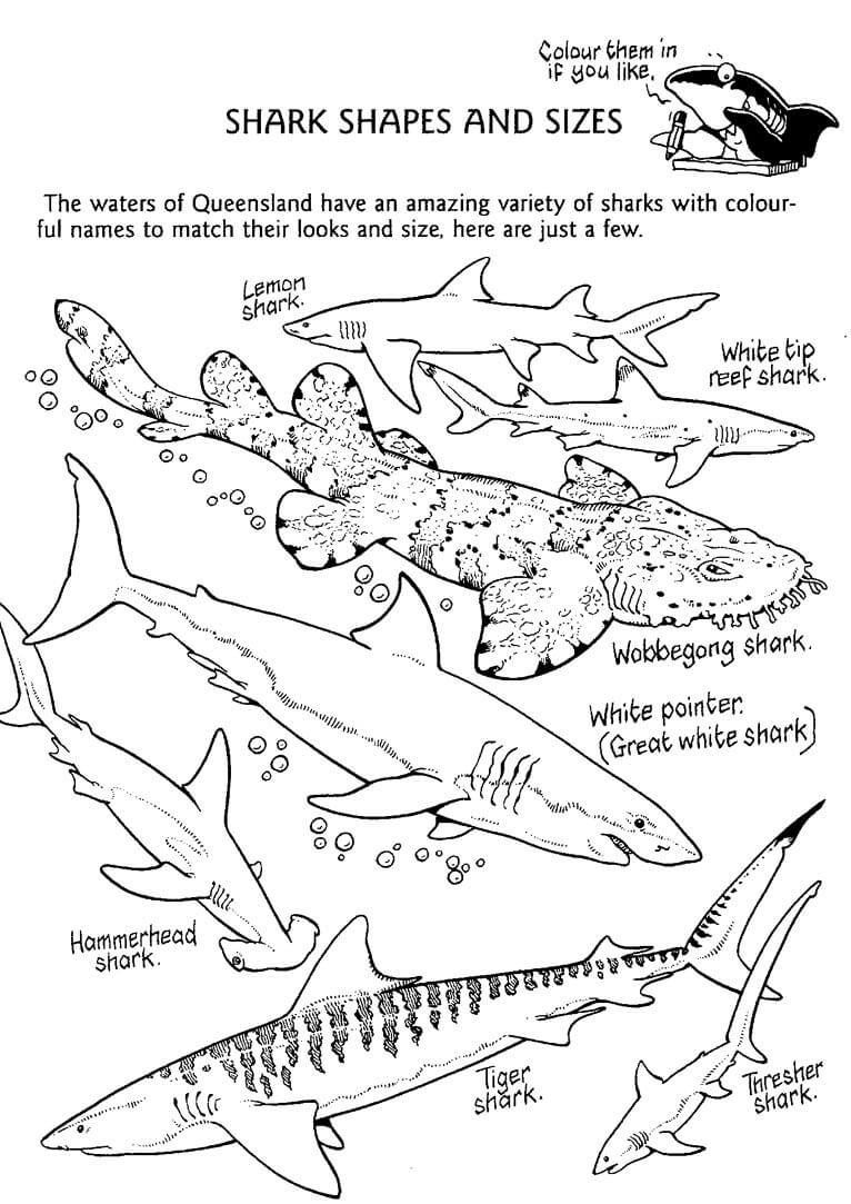 Types Of Sharks Coloring Sheet