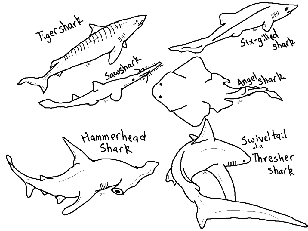 Types Of Sharks Drawing To Color
