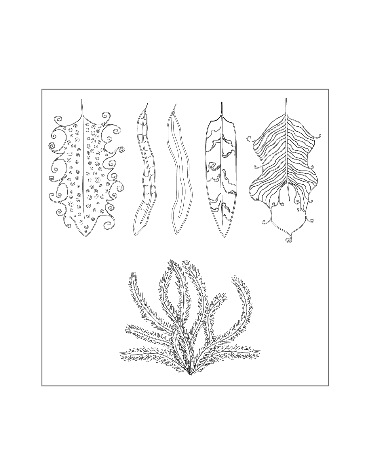 Variety Of Feathers Coloring Page