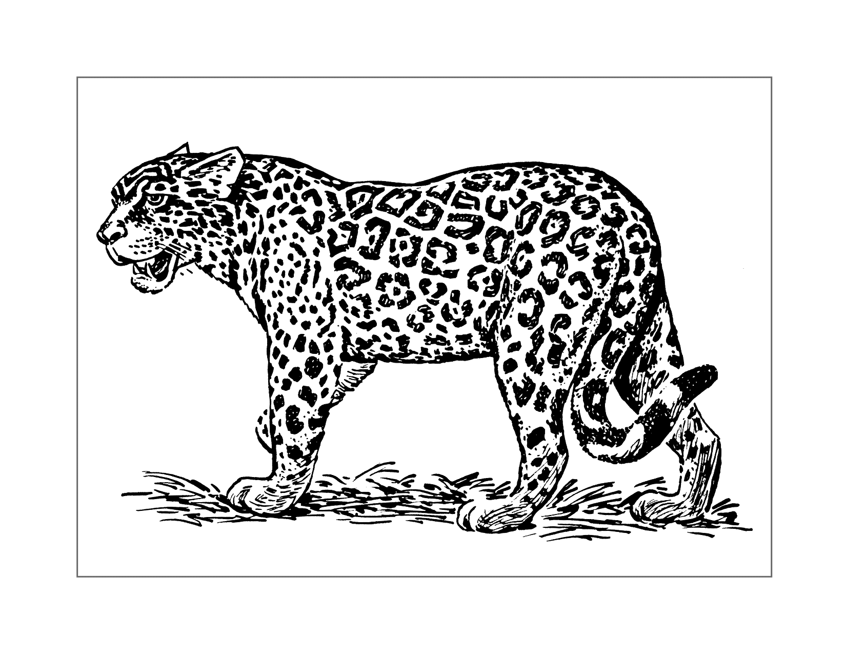 Wild Leopard Coloring Page