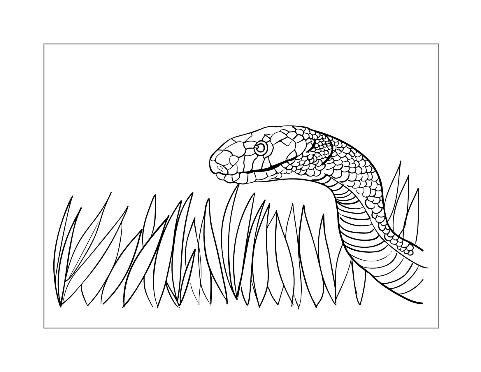 Wild Snake Coloring Page
